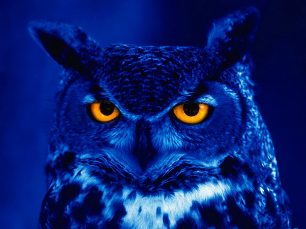 night-owl