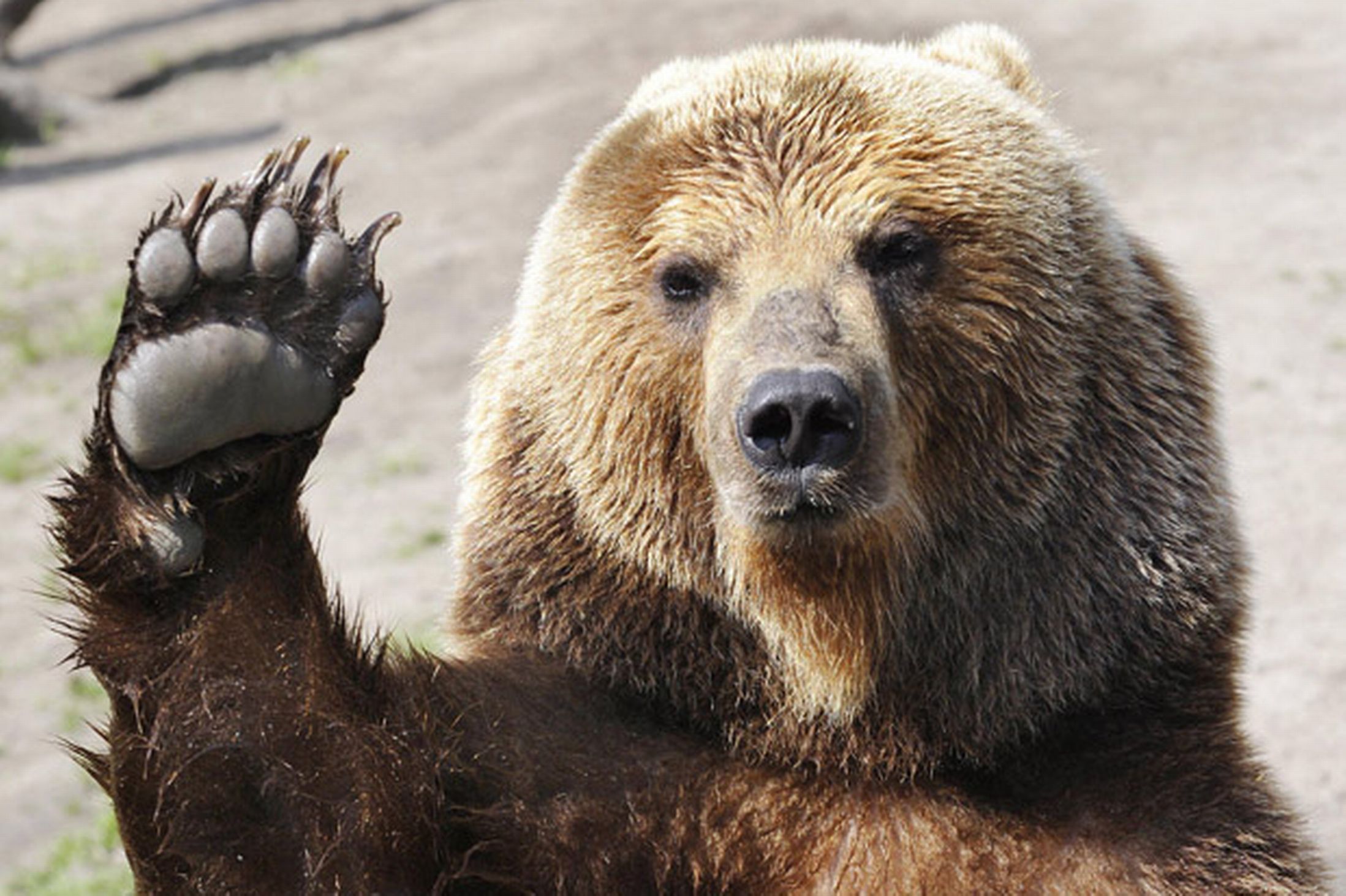 [Image: Brown-bear-female-and-its-children-play-...12761.jpeg]