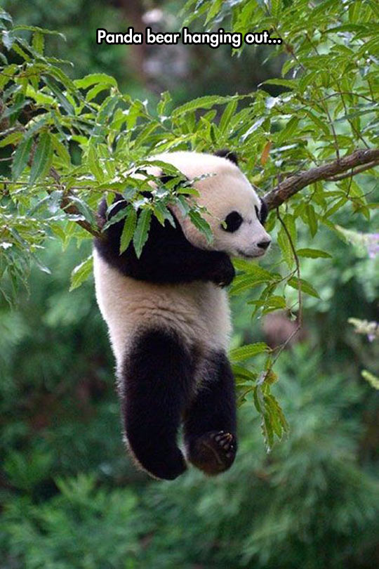 funny-panda-bear-hanging-tree