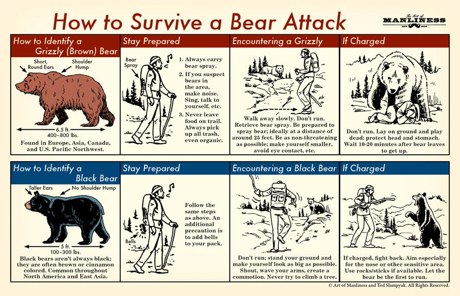 How to Survive a Bear Attack An Illustrated Guide Technical Analysis