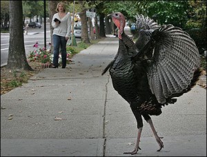 TIME TO BET ON THE TURKEY GODS?