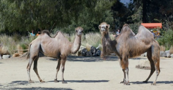 Geico-Camels